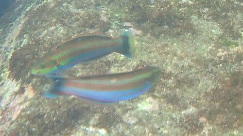 Cupid wrasse (Thalassoma cupido) — Labridae — 5