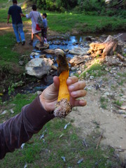 Phallus aurantiacus