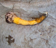 Phallus aurantiacus