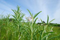 Solanum glaucophyllum