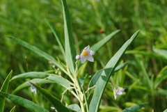 Solanum glaucophyllum