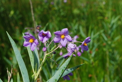 Solanum glaucophyllum