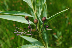 Solanum glaucophyllum