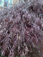 Acer palmatum