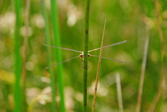 Lestes undulatus