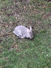 Oryctolagus cuniculus