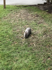 Oryctolagus cuniculus