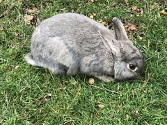 Oryctolagus cuniculus