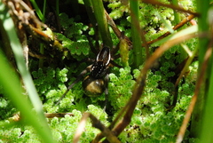 Diapontia uruguayensis