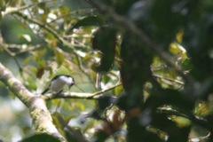 Dryoscopus senegalensis image