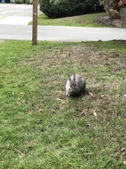 Oryctolagus cuniculus