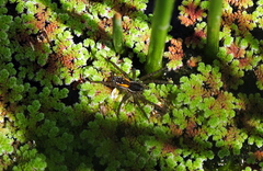 Diapontia uruguayensis