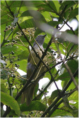 Arizelocichla tephrolaema