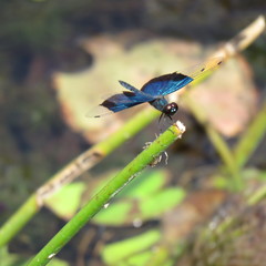 Rhyothemis resplendens