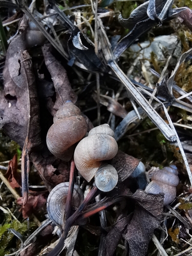 Pomatias elegans
