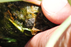 Leptodactylus latinasus