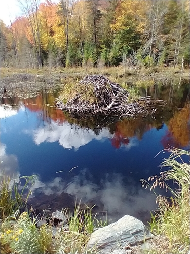 American Beaver photographed in Vermont