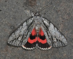 Catocala coccinata