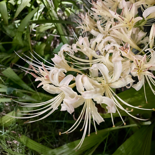 White-flower surprise lily (Lycoris ×)