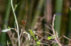 Amblopala avidiena