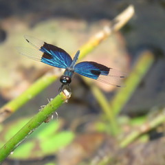 Rhyothemis resplendens