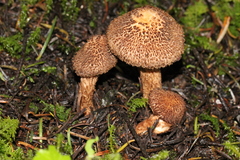 Inocybe hystrix