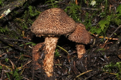 Inocybe hystrix