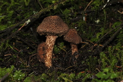 Inocybe hystrix