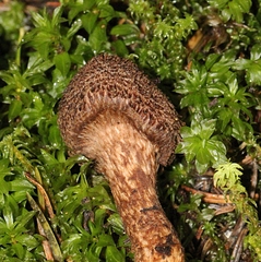 Inocybe hystrix