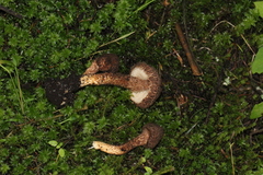 Inocybe hystrix