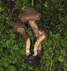 Inocybe hystrix