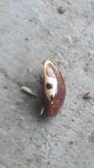 Chelonarium ornatum