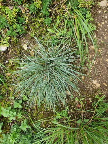 Festuca glauca (Festuca glauca)