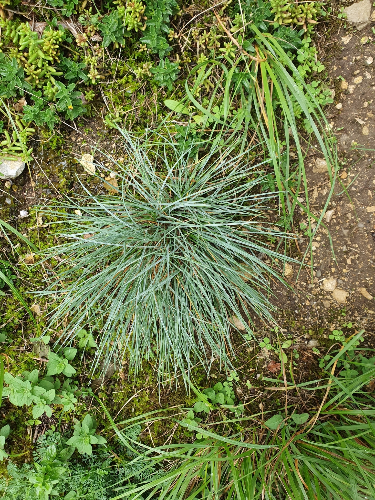 Festuca Glauca (Festuca glauca)