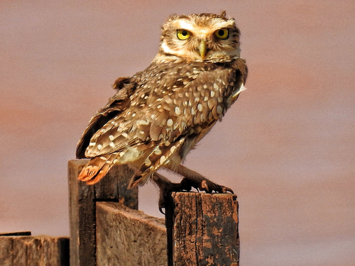 Burrowing Owl