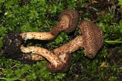 Inocybe hystrix