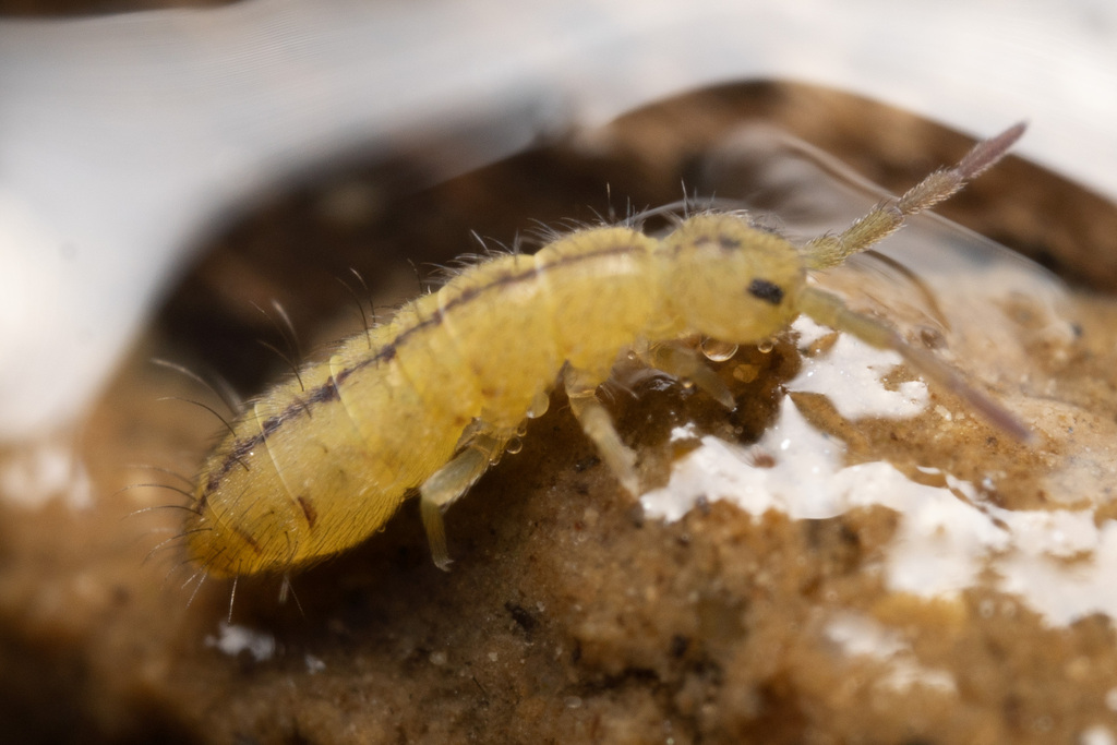 Isotoma riparia