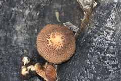 Inocybe hystrix