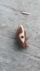 Chelonarium ornatum