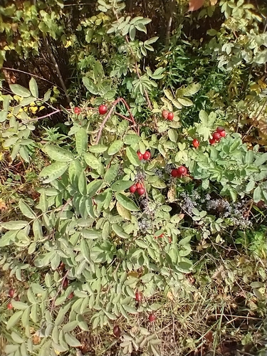 Sherard's Downy-rose (Rosa sherardii)