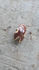 Chelonarium ornatum