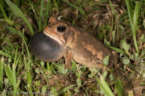 Fowler's Toad, Pulaski County, US-AR, US, photo 7 of 10