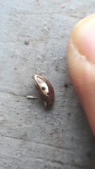 Chelonarium ornatum