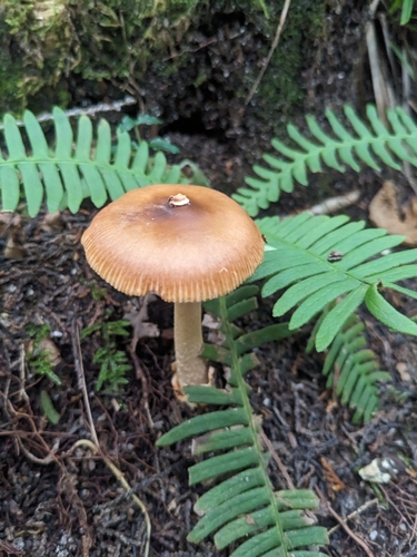 Amanita fulva