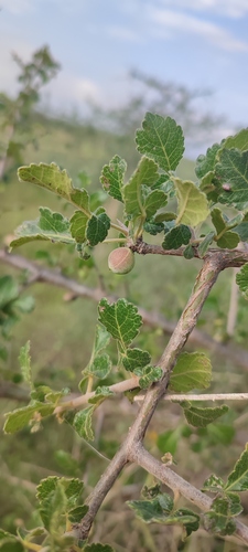 Commiphora hildebrandtii (Engl.) Engl. 2
