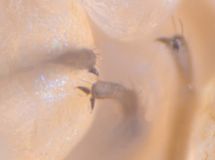 Caeciliusidae
