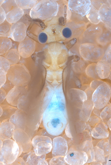 Caeciliusidae