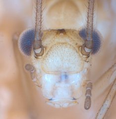 Caeciliusidae