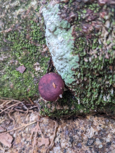 Russula atropurpurea