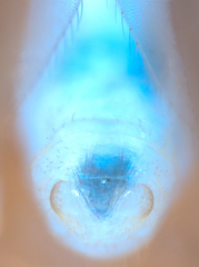 Caeciliusidae